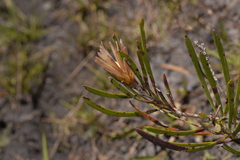 Melaleuca pachyphylla