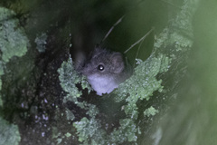 Antechinus flavipes