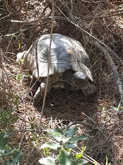 Testudo marginata