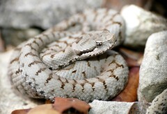 Vipera aspis