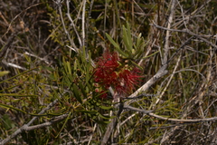 Melaleuca pachyphylla