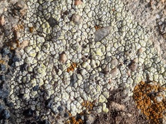 Acarospora