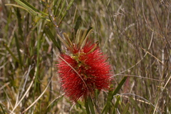 Melaleuca pachyphylla