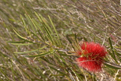 Melaleuca pachyphylla