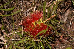 Melaleuca pachyphylla