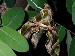 Daphnis nerii
