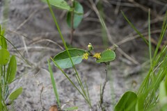 Salacia kraussii