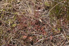 Gonocarpus micranthus