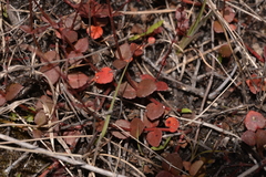 Gonocarpus micranthus
