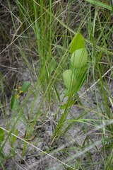 Salacia kraussii