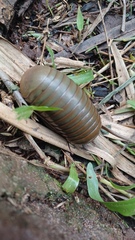 Arthrosphaera