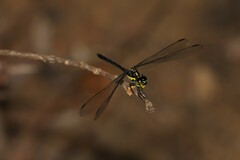 Agrionoptera longitudinalis biserialis