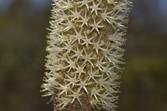 Xanthorrhoea fulva