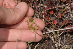 Gonocarpus micranthus