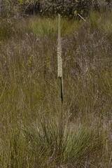 Xanthorrhoea fulva