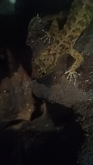 Hemidactylus parvimaculatus