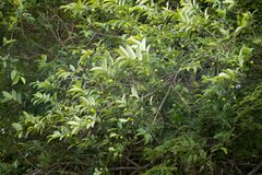 Sclerocroton integerrimus