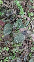 Hypoestes