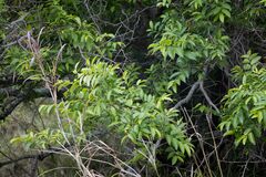 Sclerocroton integerrimus