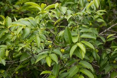 Sclerocroton integerrimus