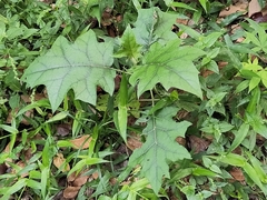 Solanum stramoniifolium