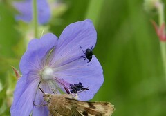 Zacladus geranii