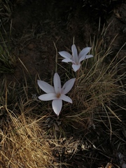Amaryllidaceae