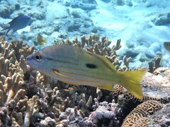 Lutjanus fulviflamma