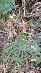 Lepidozamia peroffskyana