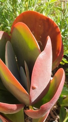 Cotyledon orbiculata