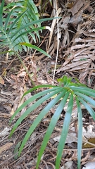Lepidozamia peroffskyana
