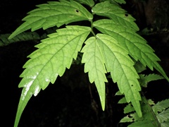 Elatostema involucratum