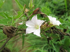 Convolvulus farinosus