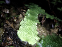 Conocephalum conicum