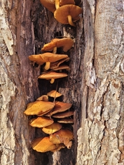 Galerina marginata