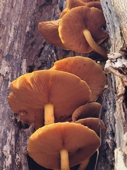 Galerina marginata