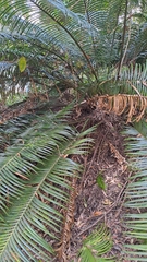 Lepidozamia peroffskyana