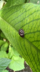 Thelacantha brevispina