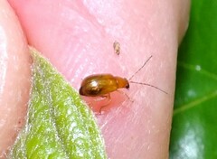 Nisotra bicolorata