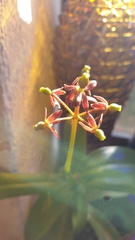 Sarraceniaceae