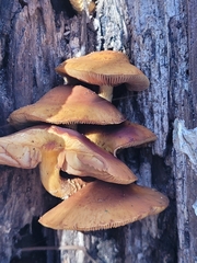Galerina marginata