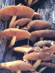 Galerina marginata