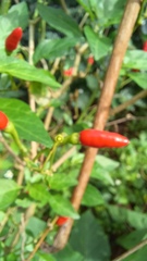Capsicum annuum
