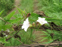Convolvulus farinosus