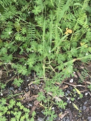 Geranium solanderi