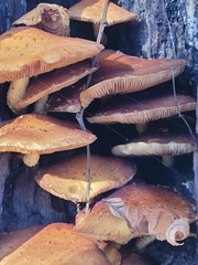 Galerina marginata