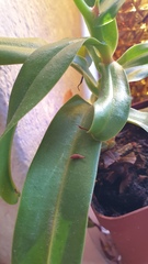 Sarraceniaceae