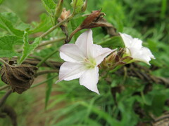Convolvulus farinosus