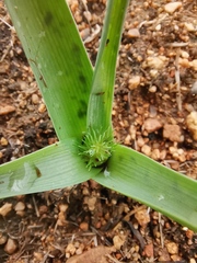 Albuca