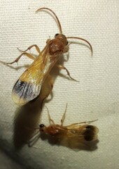 Tricholabiodes